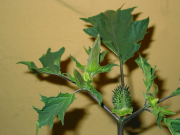 Jimsonweed (Datura stramonium)
